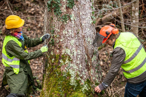 How Our Tree Care Process Works  in  Rigby, ID